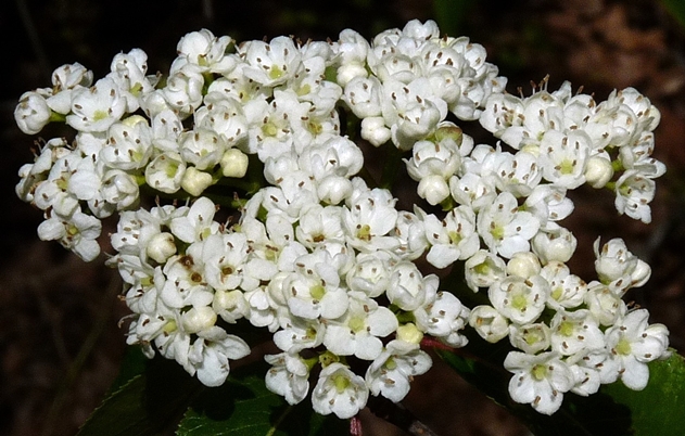 {Viburnum rufidulum}